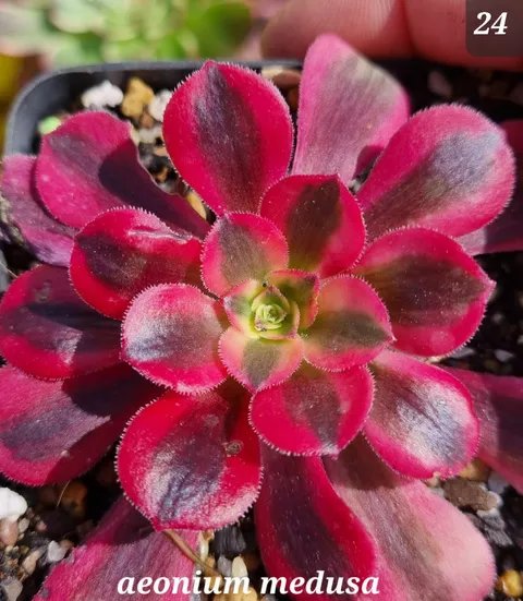 Be-Amazed plant Collection banner